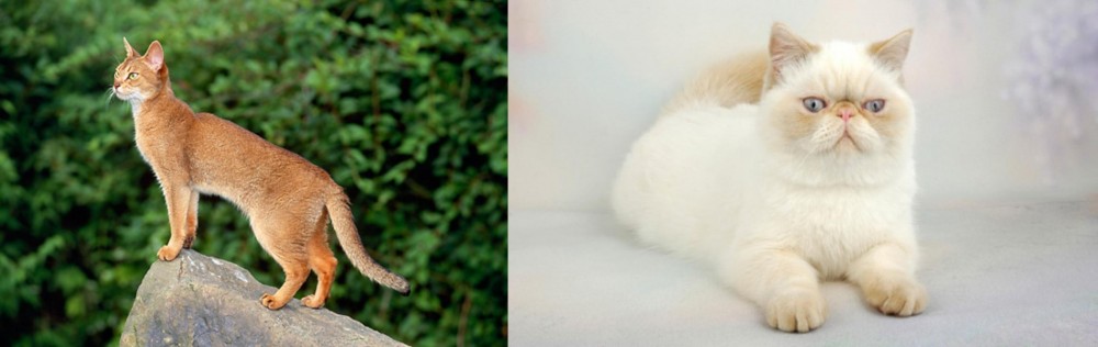 Exotic Shorthair vs Abyssinian - Breed Comparison