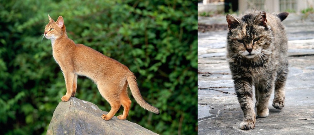 Farm Cat vs Abyssinian - Breed Comparison