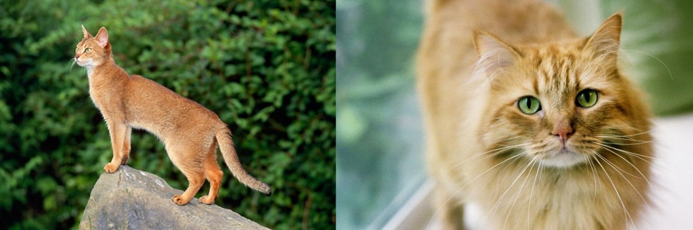 Ginger Tabby vs Abyssinian - Breed Comparison