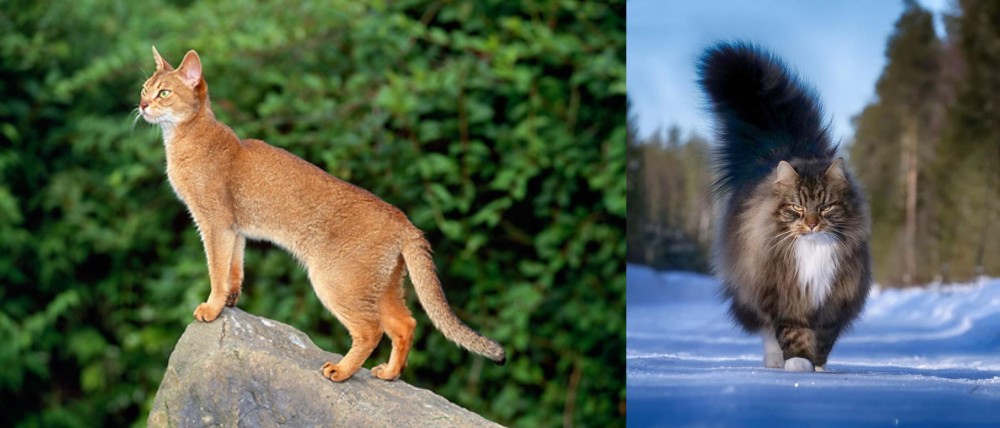 Norwegian Forest Cat vs Abyssinian - Breed Comparison