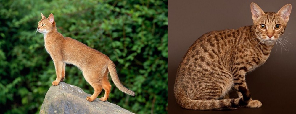 Ocicat vs Abyssinian - Breed Comparison