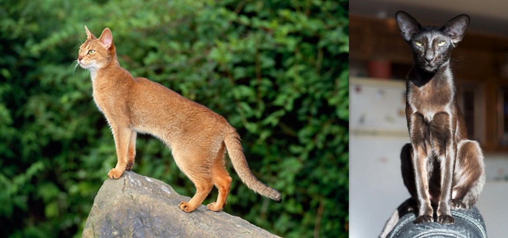 Oriental Shorthair vs Abyssinian - Breed Comparison