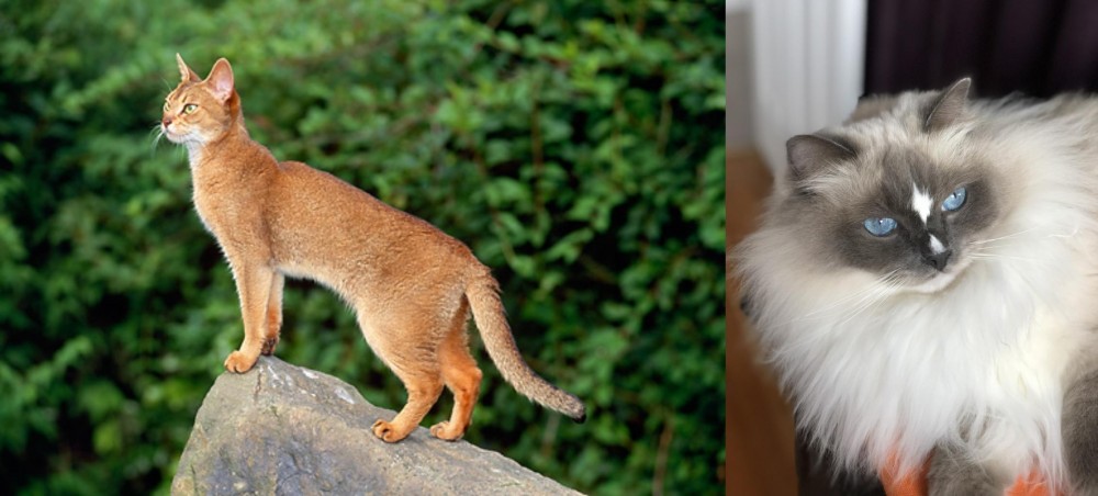Ragdoll vs Abyssinian - Breed Comparison