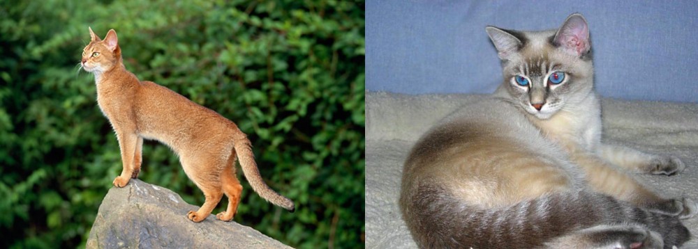 Tiger Cat vs Abyssinian - Breed Comparison