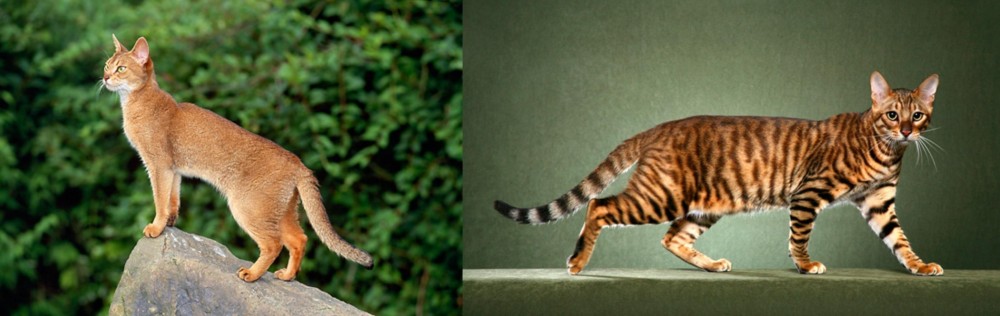 Toyger vs Abyssinian - Breed Comparison