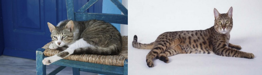 California Spangled Cat vs Aegean - Breed Comparison
