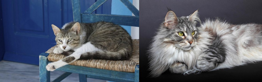 Domestic Longhaired Cat vs Aegean - Breed Comparison