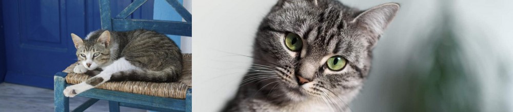 Domestic Shorthaired Cat vs Aegean - Breed Comparison