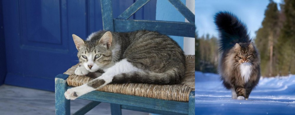 Norwegian Forest Cat vs Aegean - Breed Comparison
