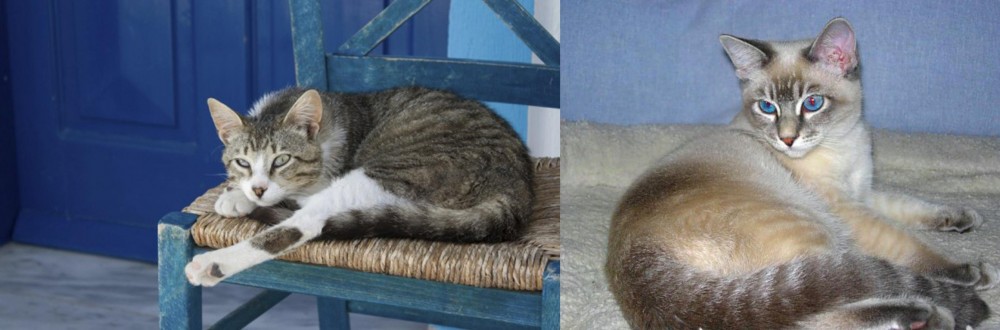 Tiger Cat vs Aegean - Breed Comparison