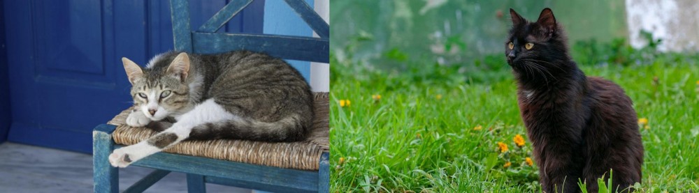 York Chocolate Cat vs Aegean - Breed Comparison