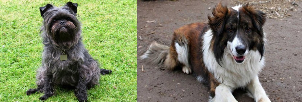 Aidi vs Affenpinscher - Breed Comparison