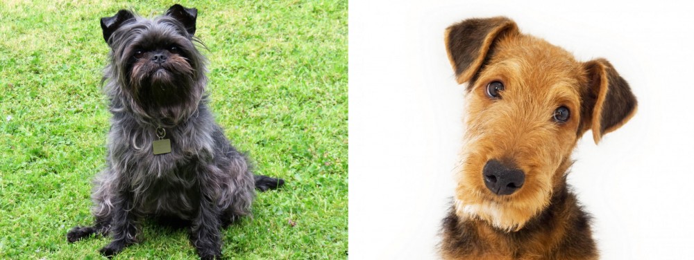 Airedale Terrier vs Affenpinscher - Breed Comparison