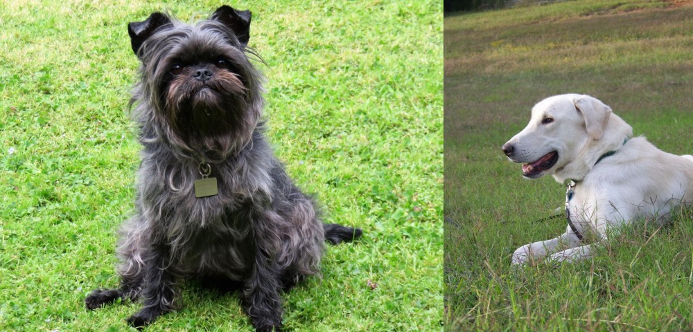 Akbash Dog vs Affenpinscher - Breed Comparison