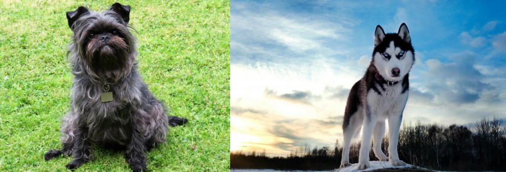 Alaskan Husky vs Affenpinscher - Breed Comparison