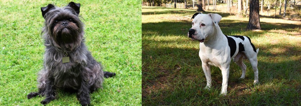 American Bulldog vs Affenpinscher - Breed Comparison