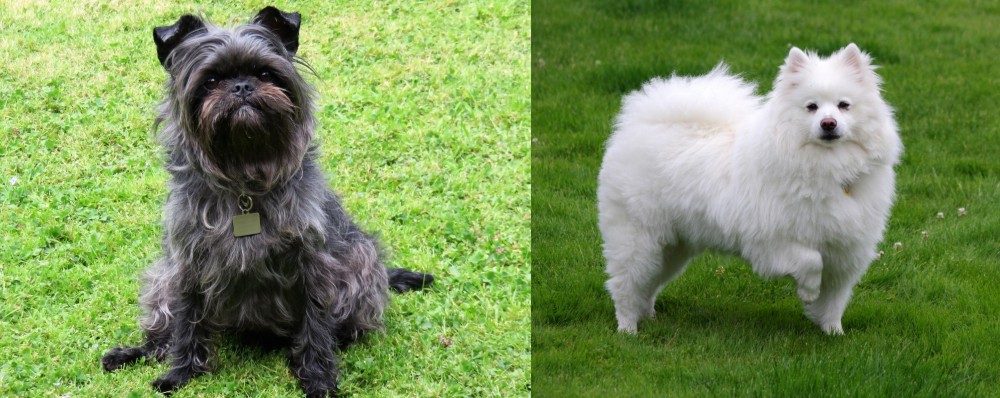 American Eskimo Dog vs Affenpinscher - Breed Comparison