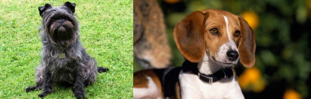 American Foxhound vs Affenpinscher - Breed Comparison