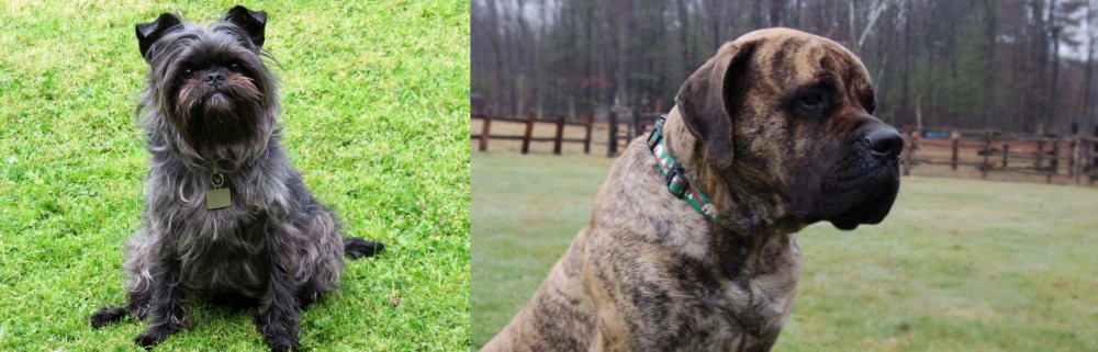 American Mastiff vs Affenpinscher - Breed Comparison