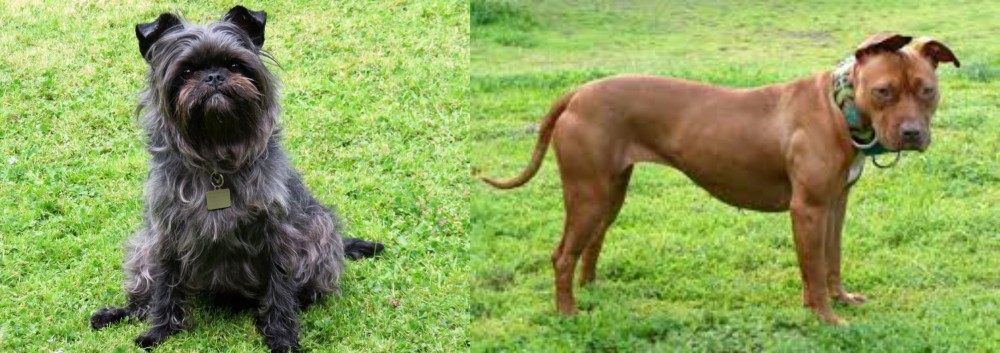 American Pit Bull Terrier vs Affenpinscher - Breed Comparison