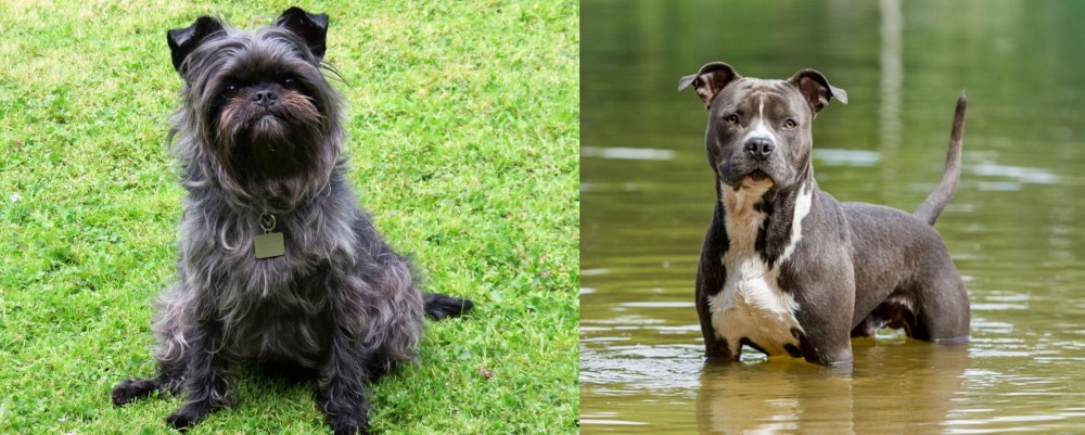 American Staffordshire Terrier vs Affenpinscher - Breed Comparison