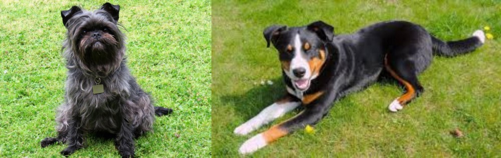 Appenzell Mountain Dog vs Affenpinscher - Breed Comparison