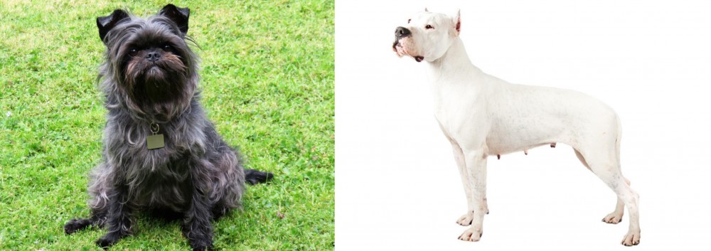 Argentine Dogo vs Affenpinscher - Breed Comparison