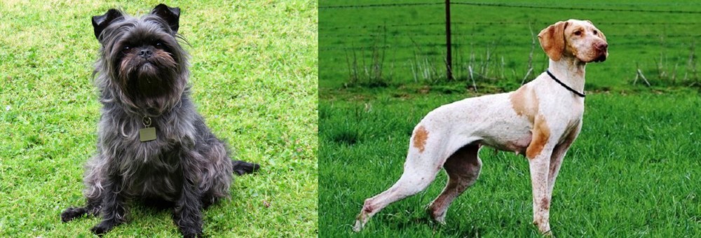 Ariege Pointer vs Affenpinscher - Breed Comparison