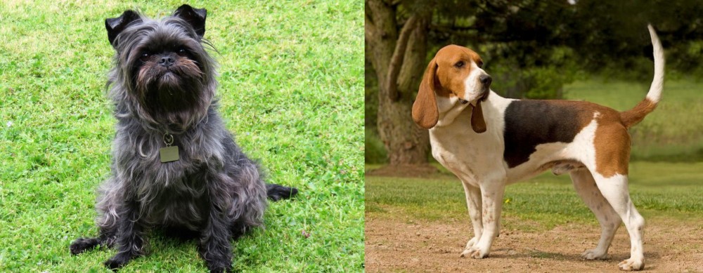 Artois Hound vs Affenpinscher - Breed Comparison
