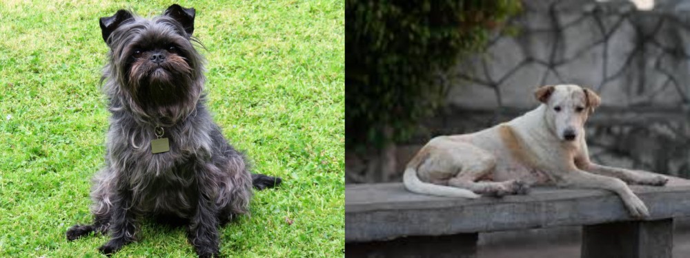 Askal vs Affenpinscher - Breed Comparison