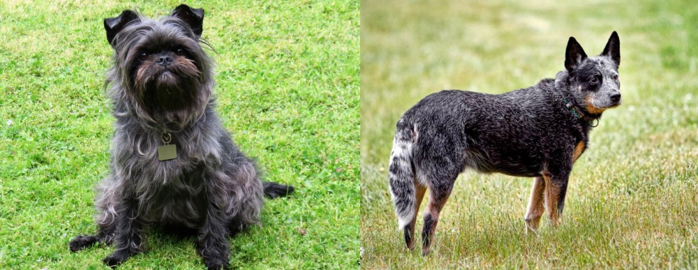 Austrailian Blue Heeler vs Affenpinscher - Breed Comparison