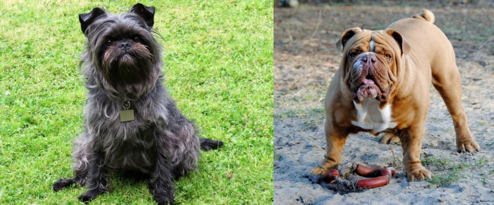 Australian Bulldog vs Affenpinscher - Breed Comparison