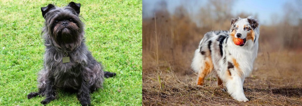 Australian Shepherd vs Affenpinscher - Breed Comparison