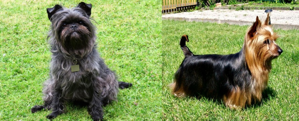 Australian Silky Terrier vs Affenpinscher - Breed Comparison