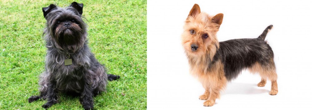 Australian Terrier vs Affenpinscher - Breed Comparison