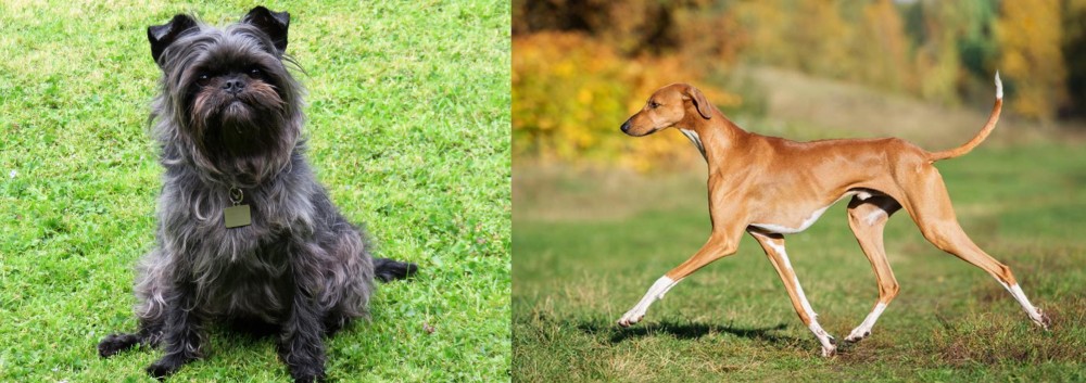 Azawakh vs Affenpinscher - Breed Comparison