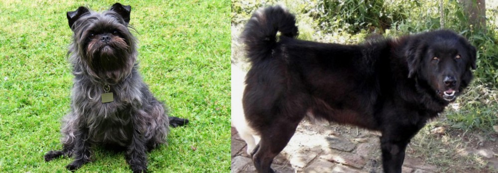 Bakharwal Dog vs Affenpinscher - Breed Comparison