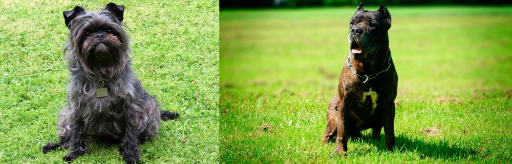 Bandog vs Affenpinscher - Breed Comparison