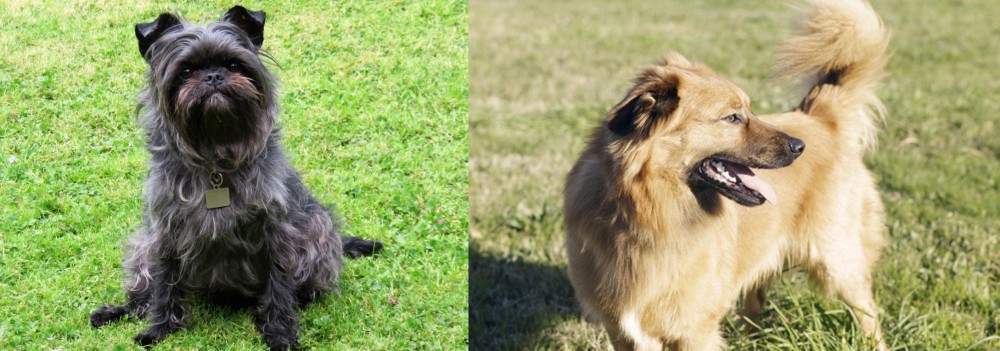 Basque Shepherd vs Affenpinscher - Breed Comparison