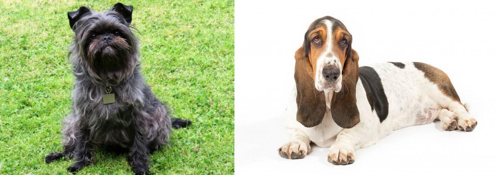 Basset Hound vs Affenpinscher - Breed Comparison
