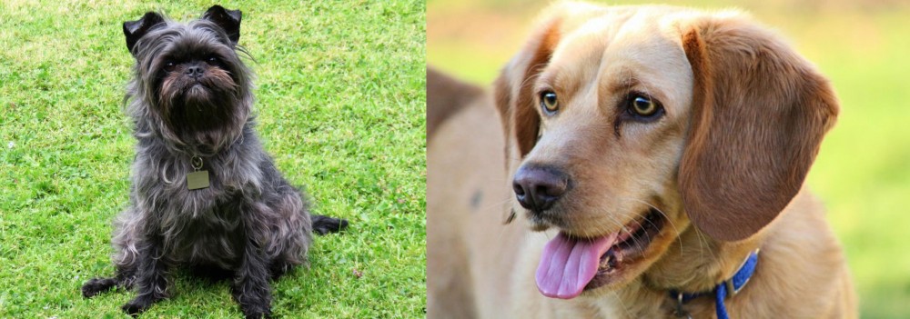Beago vs Affenpinscher - Breed Comparison