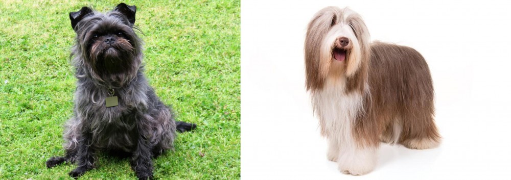 Bearded Collie vs Affenpinscher - Breed Comparison