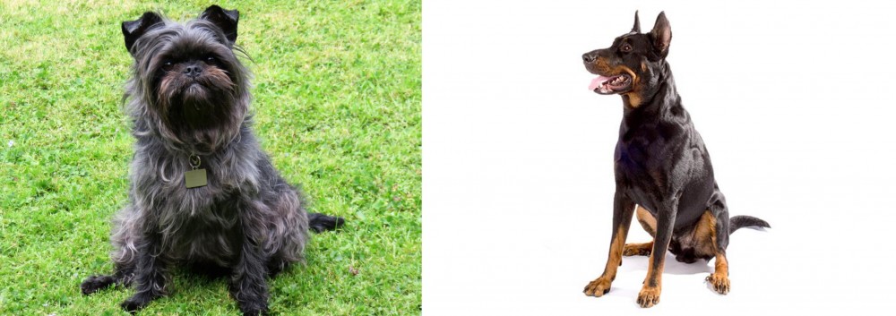 Beauceron vs Affenpinscher - Breed Comparison