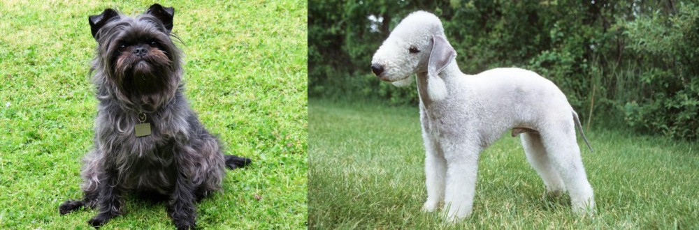 Bedlington Terrier vs Affenpinscher - Breed Comparison