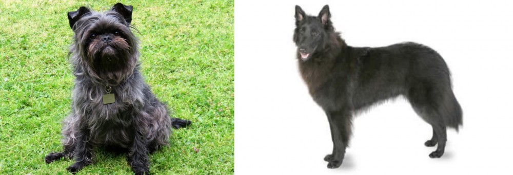 Belgian Shepherd vs Affenpinscher - Breed Comparison