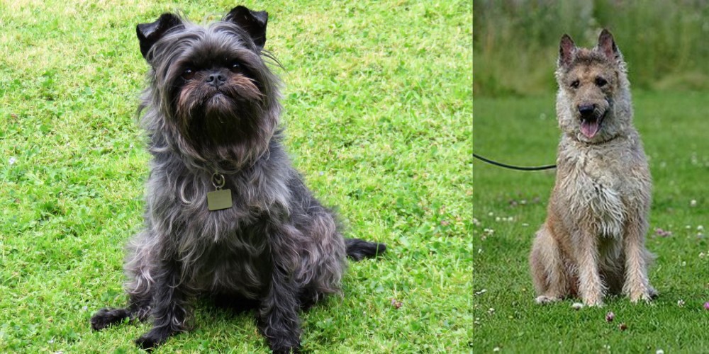 Belgian Shepherd Dog (Laekenois) vs Affenpinscher - Breed Comparison