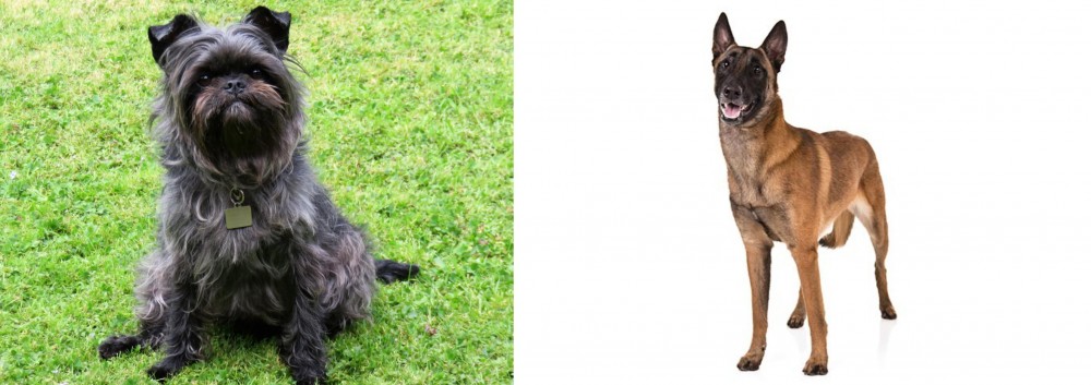 Belgian Shepherd Dog (Malinois) vs Affenpinscher - Breed Comparison