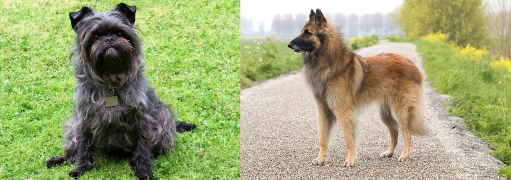 Belgian Shepherd Dog (Tervuren) vs Affenpinscher - Breed Comparison