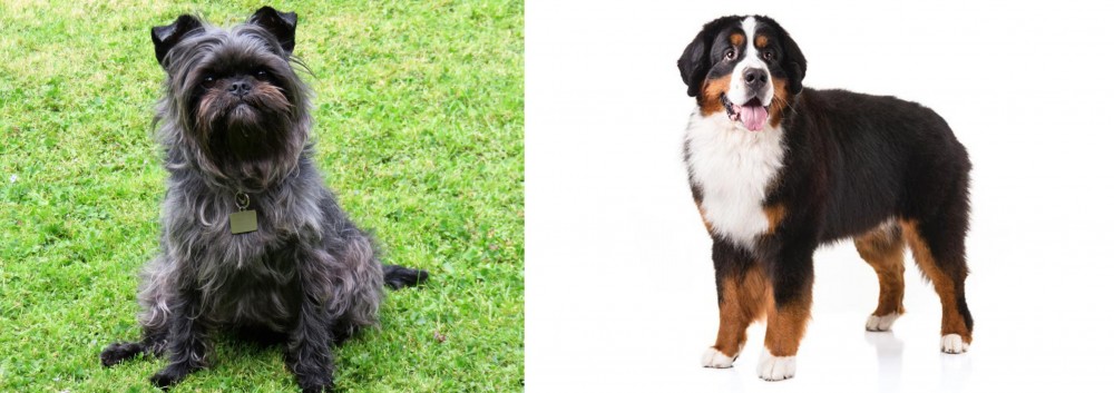 Bernese Mountain Dog vs Affenpinscher - Breed Comparison
