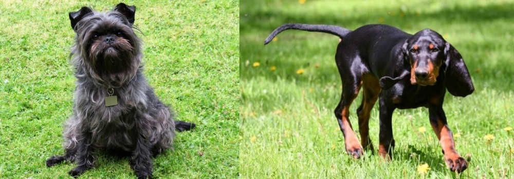 Black and Tan Coonhound vs Affenpinscher - Breed Comparison